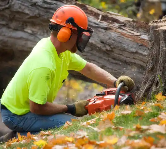 tree services Lake Tapawingo